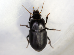 Harpalus serripes