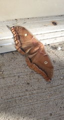 Antheraea polyphemus