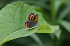 Lycaena phlaeas daimio