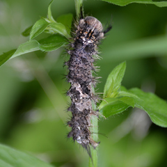 Lepidoptera