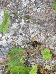Bombus terrestris