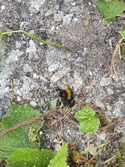 Bombus terrestris