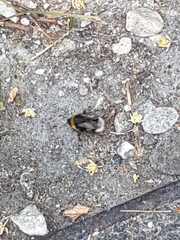 Bombus terrestris
