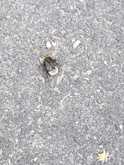 Bombus terrestris