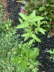 Persicaria cespitosa
