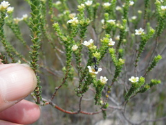 Diosma echinulata