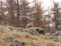 Marmota