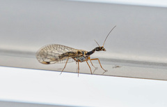 Dichrostigma flavipes