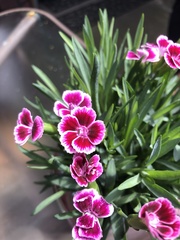 Dianthus