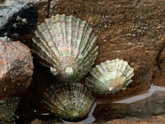 Patella vulgata