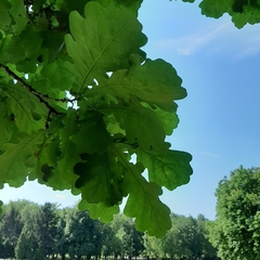 Quercus robur