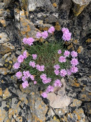 Armeria maritima