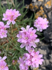 Armeria maritima