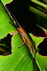 Odontolakis nigripes