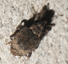 Conotrachelus seniculus