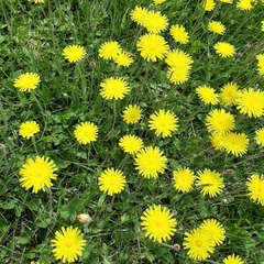 Pilosella officinarum