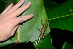 Odontolakis nigripes