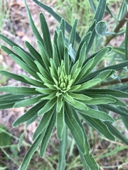 Liatris aspera