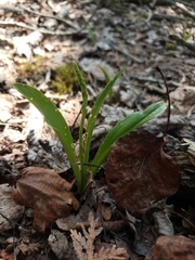 Platanthera unalascensis