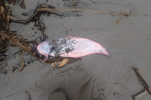 Emarginate Snailfish