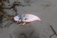 Careproctus furcellus