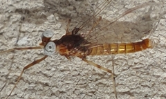 Maccaffertium smithae
