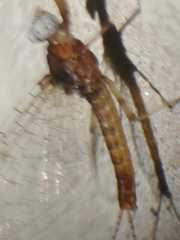 Maccaffertium smithae