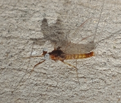 Maccaffertium smithae