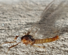 Maccaffertium smithae