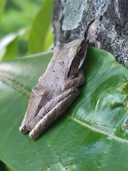 Polypedates leucomystax