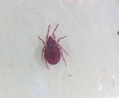 Gymnodamaeidae