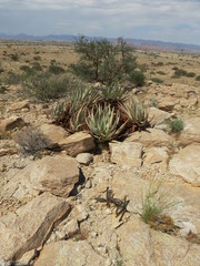 Aloe namibensis image