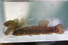 Umbra pygmaea