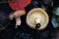 Lactarius hysginus