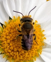 Megachile
