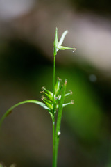 Carex lonchocarpa