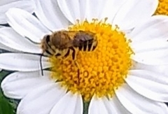 Megachile