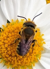 Megachile