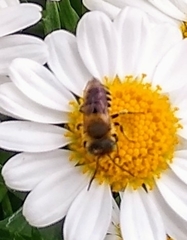 Megachile