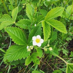 Fragaria orientalis