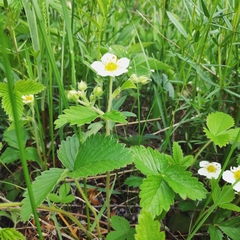 Fragaria orientalis