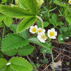 Fragaria orientalis
