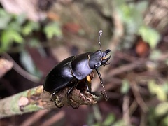 Neolucanus sinicus championi