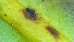 Protomyces pachydermus