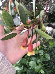 Eucalyptus forrestiana