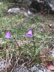 Soldanella pusilla