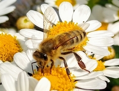Apis mellifera