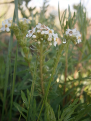 Lithospermum distichum