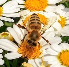 Apis mellifera