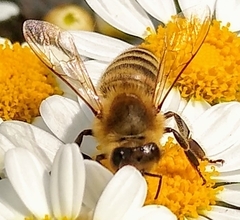 Apis mellifera